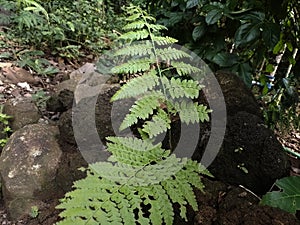 Green pteridophyta ferns