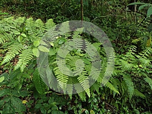 Green pteridophyta ferns