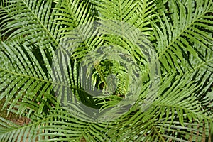 Green Pteridophytes show its tender scion