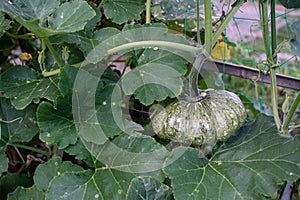 green pumkin growing in the garden