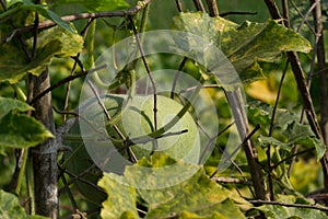 Green pumpkin on a branch in the garden.