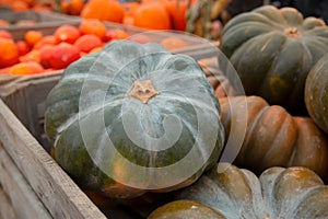 Green pumpkin on countryside farm