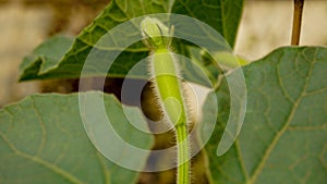 Green pumpkin flower buds. A natural background