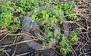 Green pumpkin forgotten during harvest