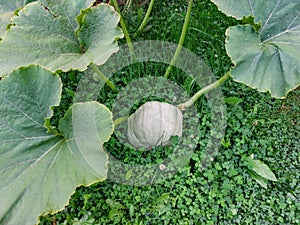 Green pumpkin growing in the garden surrounded with grass and green leaves. Gardening and growing vegetables