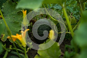 Green pumpkin growing in the vegetable garden. Growing pumpkins. Pumpkin plant. Young pumpkin growing on the vegetable