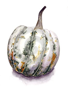 Green pumpkin isolated on white background. Botanical art. Hand drawn watercolor illustration. Watercolour painting. Aquarelle