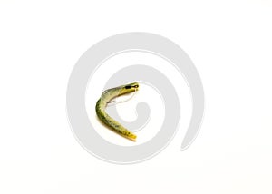 Green pumpkin plastic worm hooked in weedless bait holder hook isolated on white