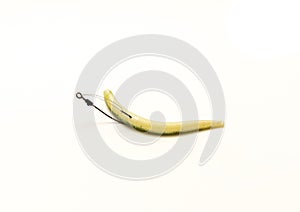 Green pumpkin plastic worm hooked in weedless bait holder hook isolated on white