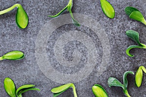 Green pumpkin sprouts