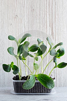 Green pumpkin sprouts