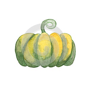 Green pumpkin watercolor illustration on white background. Autumn seasonal handdrawn icon. Whole ripe squash drawing