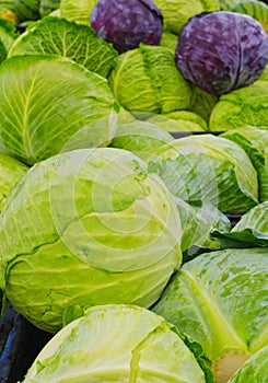 Green and purple cabbages heads at farmers market