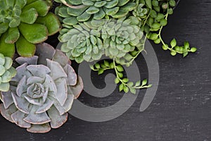 Green and Purple Echeveria Succulent Plant Top Left Border Frame Black Board Background