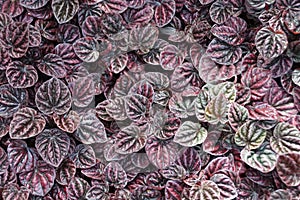 Green and purple leaves of Emerald- Peperomia Schumi Red