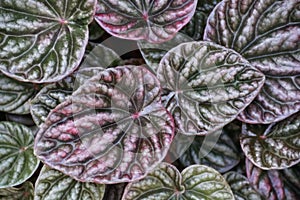 Green and purple leaves of Rippled Peperomia `Luna Red` tropical plant