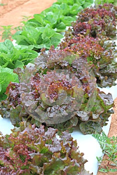 Green Purple Lettuces