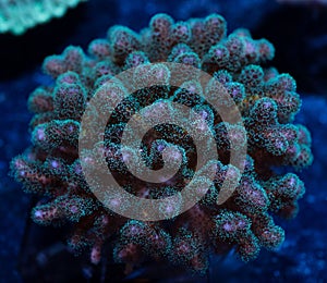 Green and purple pocillopora coral photo