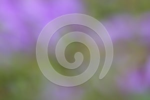 Green Purple Summer Background - Blur Stock Photos