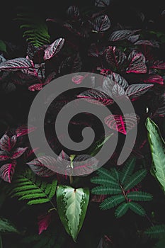 Green and purple tropical leaves.Fern and ornamental plants backdrop.