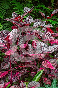 Green and purple tropical leaves.Fern and ornamental plants backdrop.