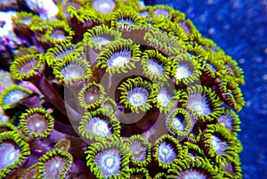 Green, purple and white zoanthid corals photo