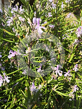 Green purple wild flowers nature background