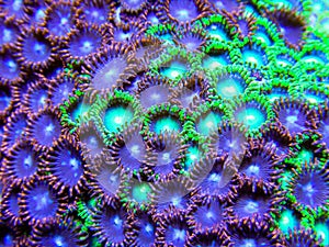 Green and purple zoanthid corals