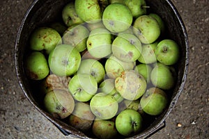 Green Putrid Rotten Apples in the bucket