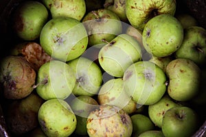 Green Putrid Rotten Apples Closeup