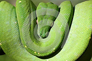 Green Python