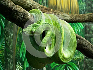 Green Python photo