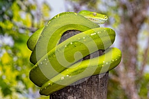 Green Python