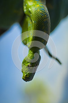 Green Python