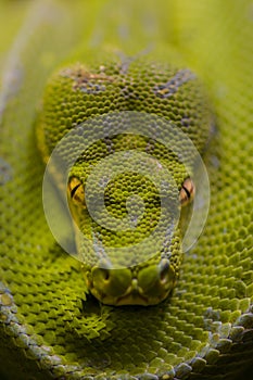 Green python