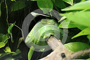 Green Python