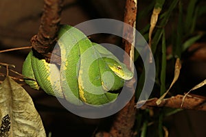 Green python