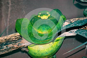 Green python