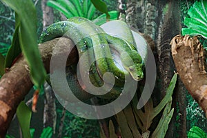 Green python