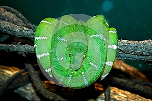 Green Python