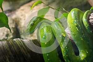 Green python on the banch in nature