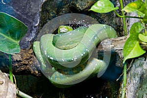 Green python on branch