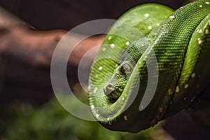 Green python on a branch close-up,python eye close up.