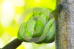 Green python on the branches of trees in the jungle.