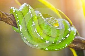 Green python on the branches of trees in the jungle.