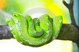 Green python on the branches of trees in the jungle.
