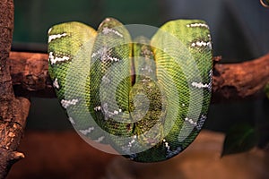 Green python close up