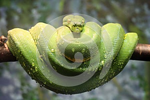 Green python is curled around a wooden branch waiting