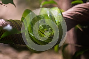 Green python curled up in nature