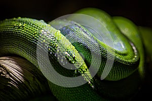 Green python detail in nature
